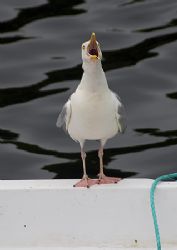 Herring gull.
Stornaway harbour.
D200, 28-300mm. by Mark Thomas 